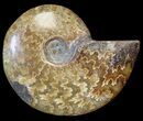 Cleoniceras Ammonite Fossil - Madagascar #44493-1